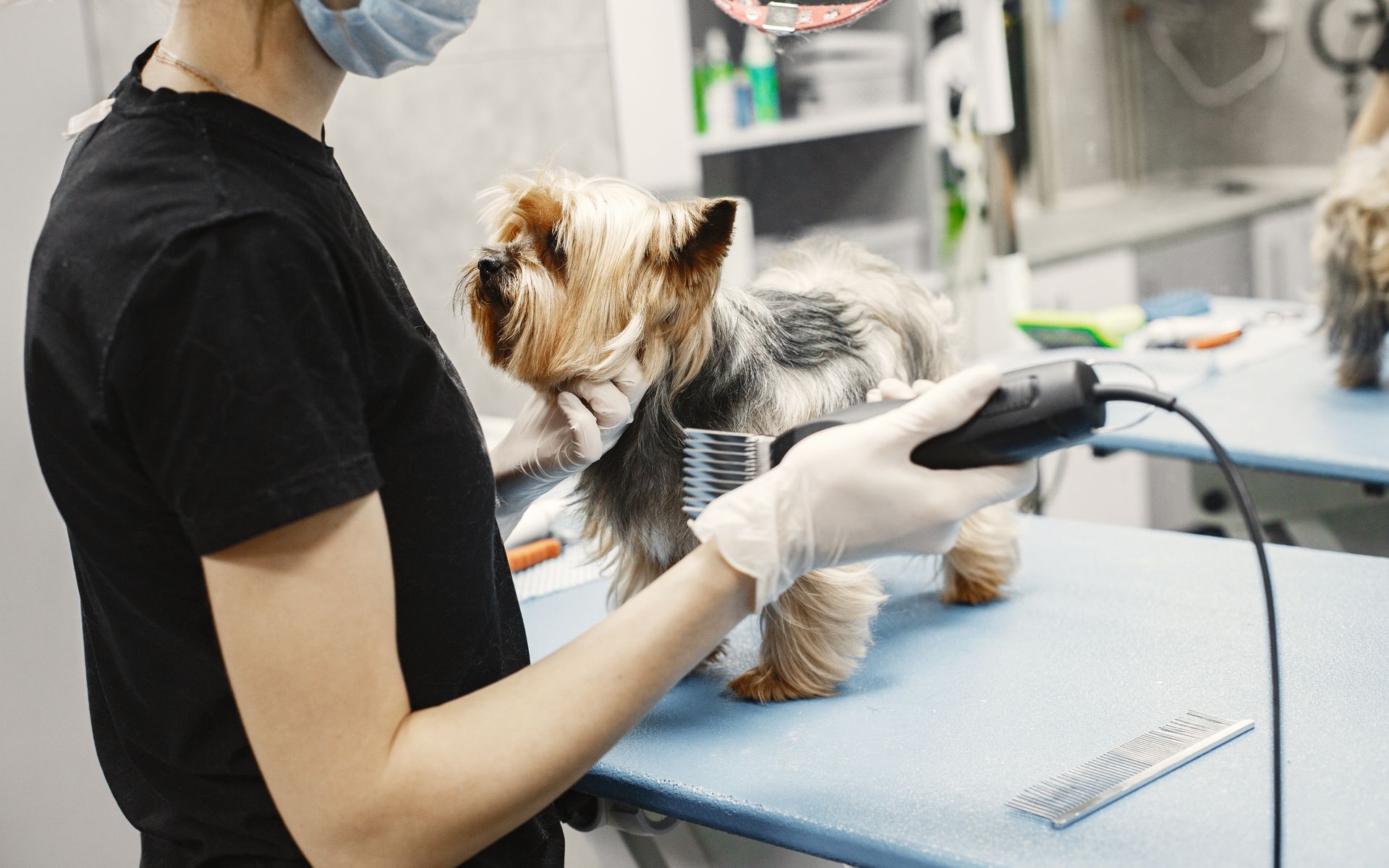 Petshop moderno com animais de estimação