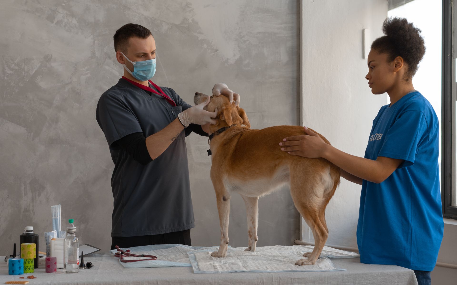 Clínica veterinária moderna